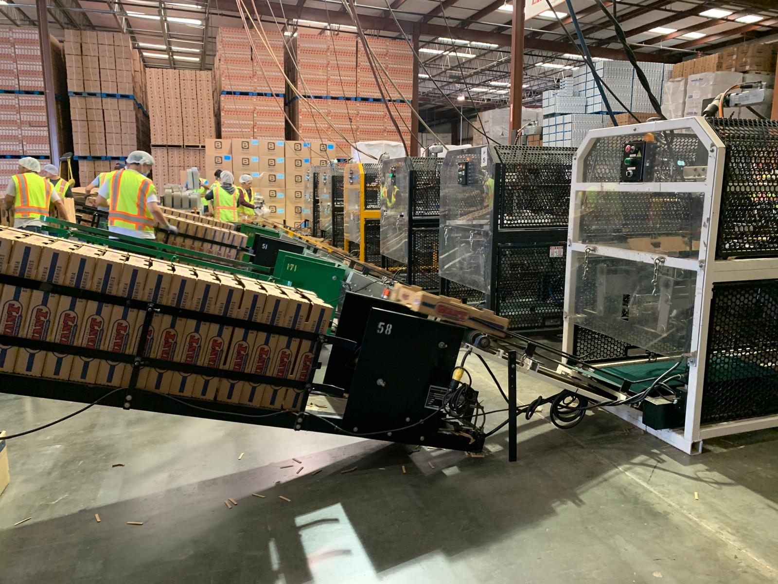 Packing line workers boxing strawberries in a packing facility.