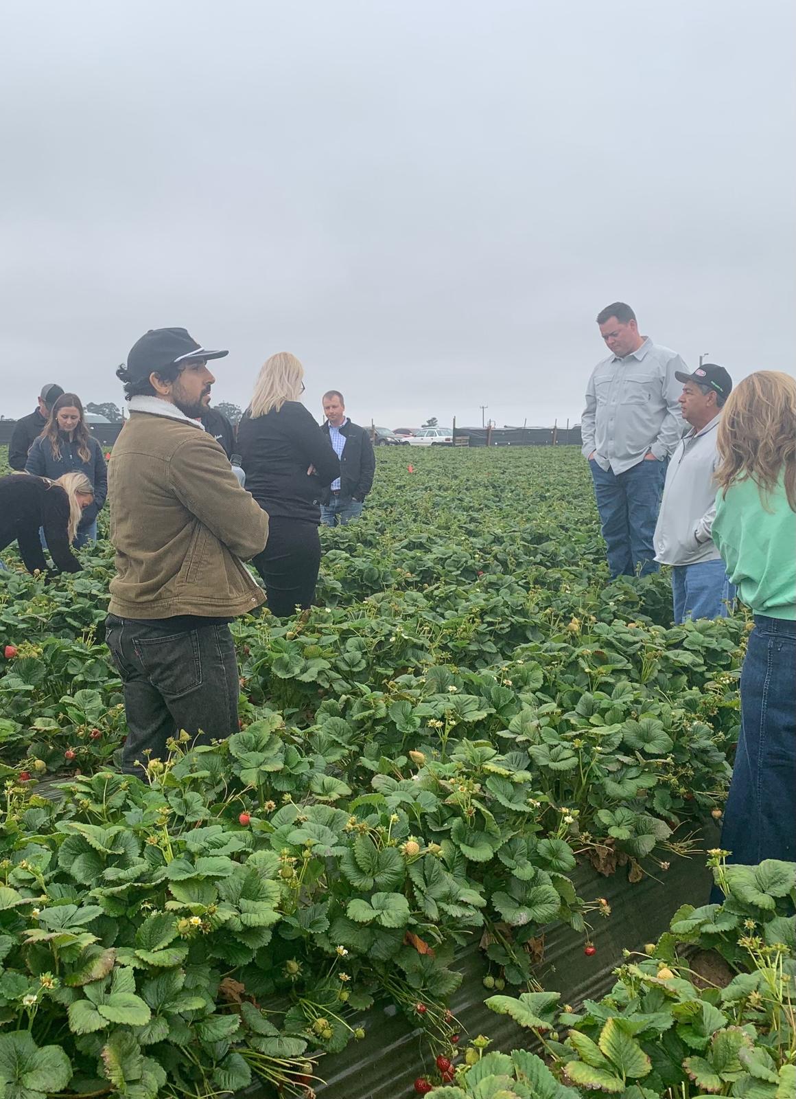 Ramin observing a harvest crew and operations team in a strawberry field during contextual inquiry.