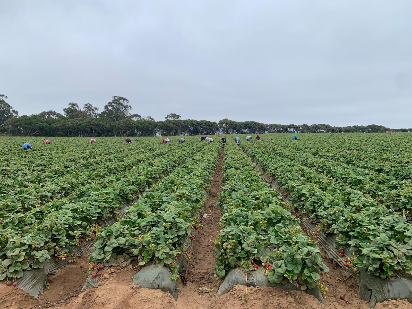 Harvest crew picking strawberries across long rows in the field.
