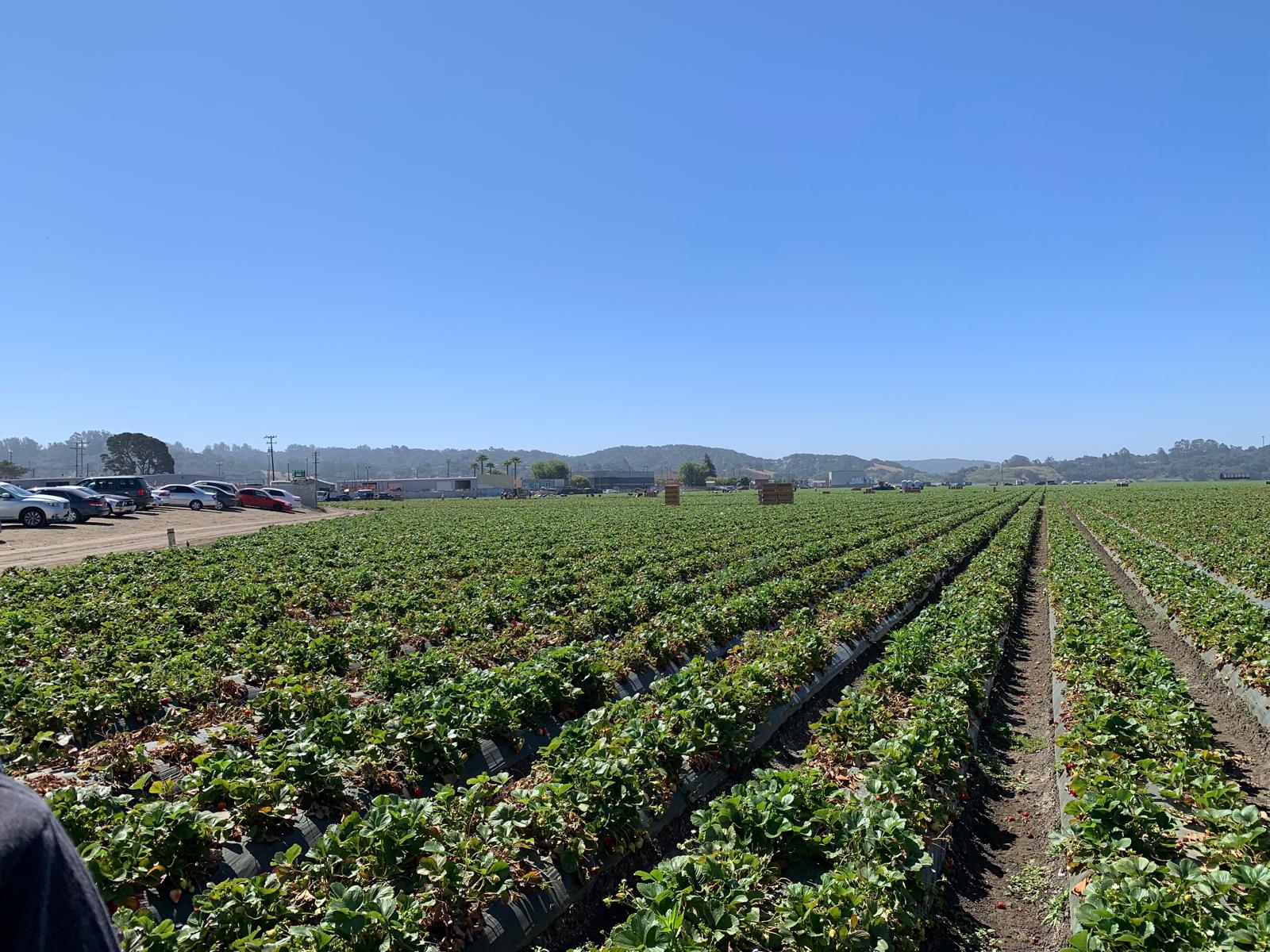 Wide view of the strawberry field where the contextual inquiry took place.